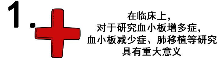 什么才算真正的器大活好？看看科学的新发现！