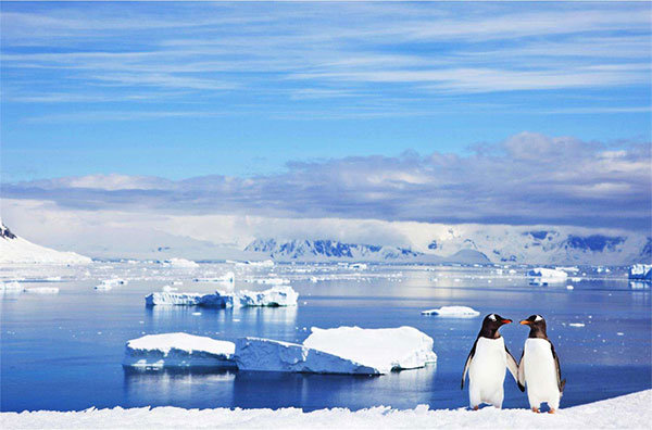 6人南极游因疫情被取消,60万团费仅退一半