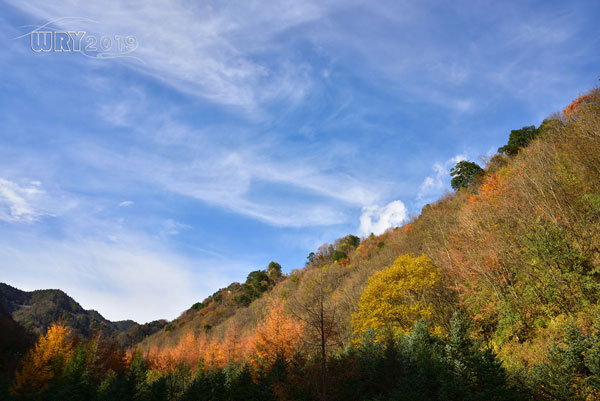 大巴山最后的秘境:镇坪化龙山·飞渡峡的迷人秋色