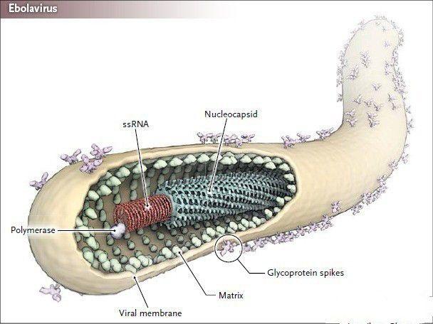 瘟疫公司或成真 人造病毒生物武器已达实战化？