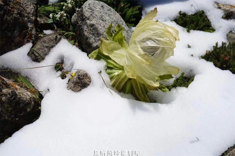 卧龙发现极度频危新物种巴朗山雪莲