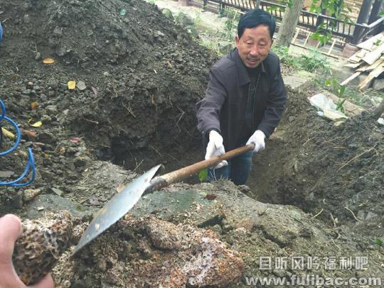 三苏祠生擒蚁后 三苏祠人蚁大战生擒30岁蚁后