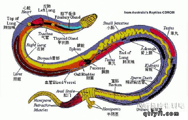 为什么打蛇打七寸 直接打头不是更方便吗？