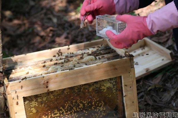 闻所未闻！丧心病狂！某城市医生居然用蜜蜂蜇患者