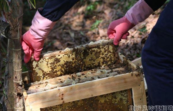 闻所未闻！丧心病狂！某城市医生居然用蜜蜂蜇患者